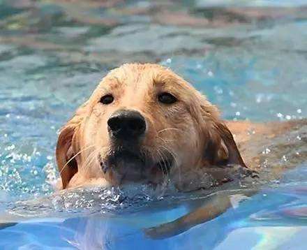 狗狗春季防生病小妙招,天气热如何预防狗狗生病