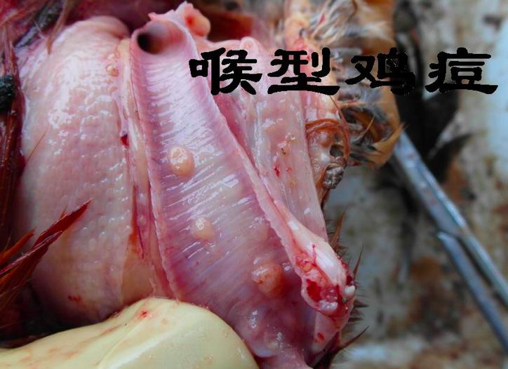 蛋鸡养殖场蛋鸡防病,无抗养殖时代蛋鸡场应对策略