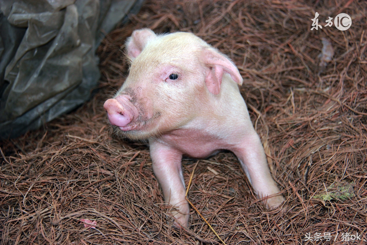 母猪阉割手术怎么做？手术当中的有哪些要领要注意呢