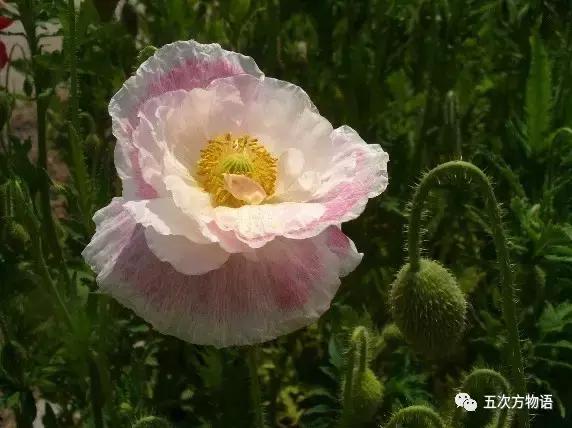 虞美人与虞美人,虞美人深度解析