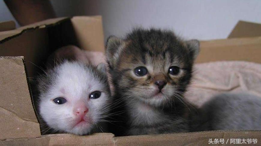 救助小奶猫视频,如何救助小猫咪