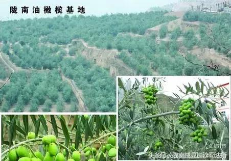 大美陇南是我的故乡,大美陇南风景如画