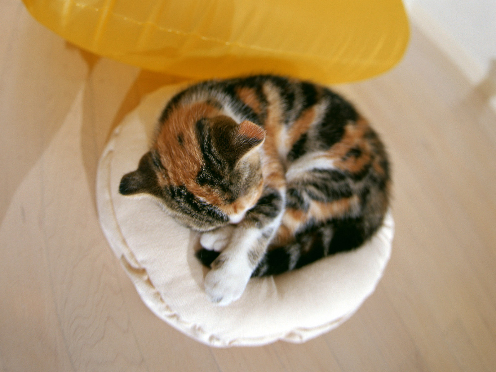 新手养猫应该准备和注意些什么,新手养猫需要知道的基本常识下篇