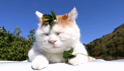 你也养猫也养狗是什么体验,养猫是一种什么体验