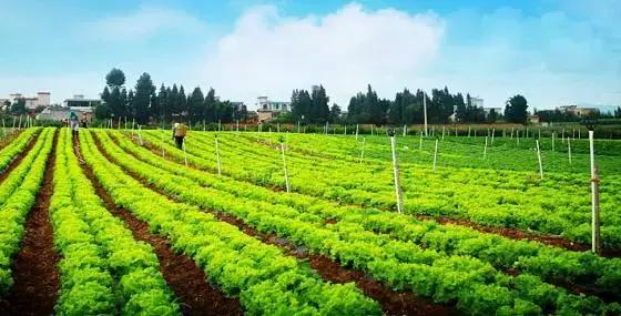 看清这三大趋势,农资市场大有可为!