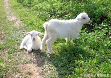 中国的十二生肖现在还有几个,中国的十二生肖都是什么