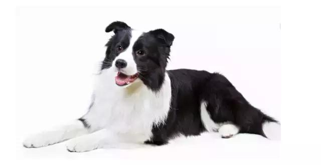 讲真｜论跑步，你可能还不如你家狗！