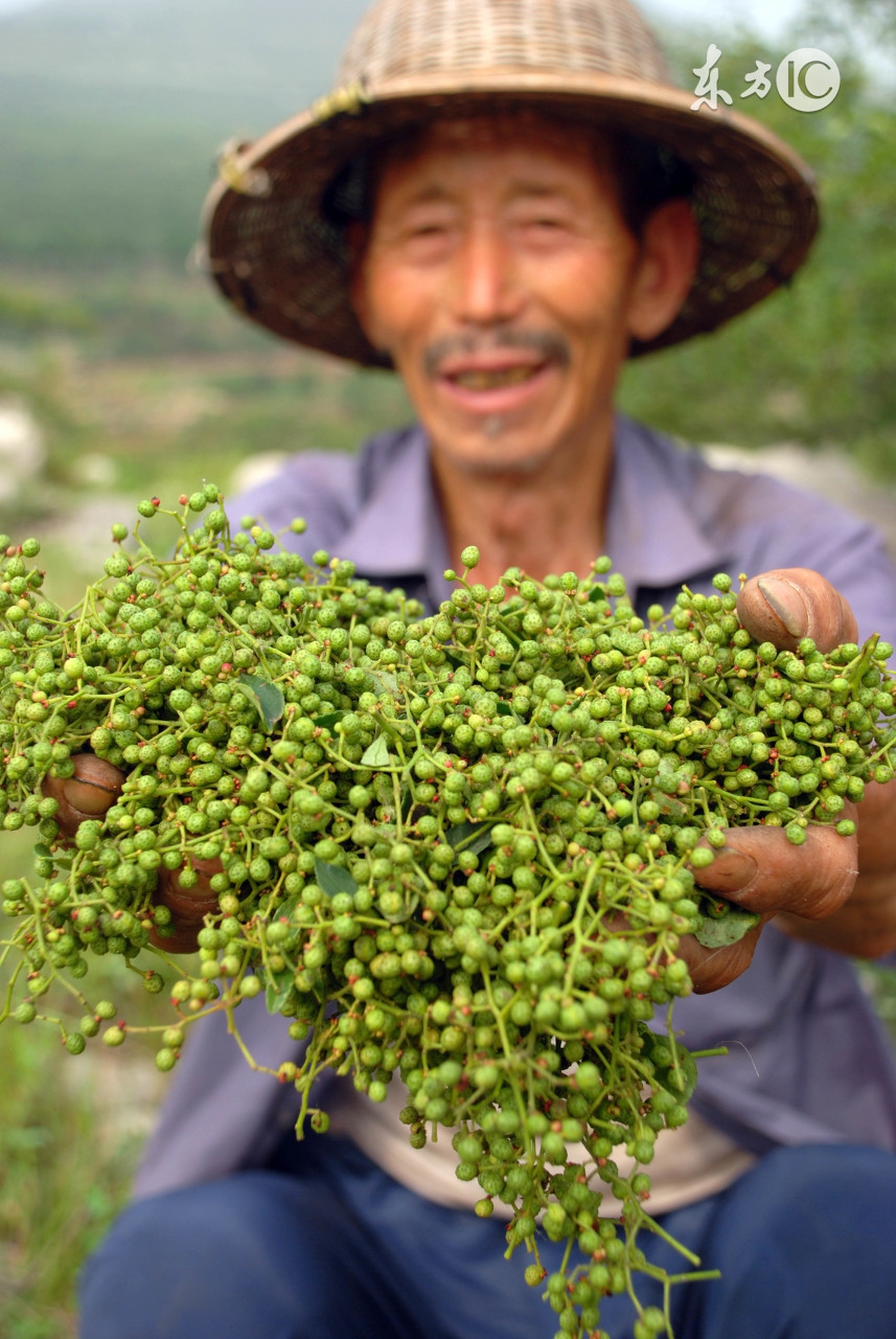 农村种的花椒和麻椒有什么区别,花椒和麻椒的区别在哪里