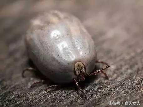 生存最艰难的动物,生存中最残忍的动物