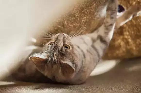 铝盆和鸡窝卖断货了，看猫咪用品创业商机