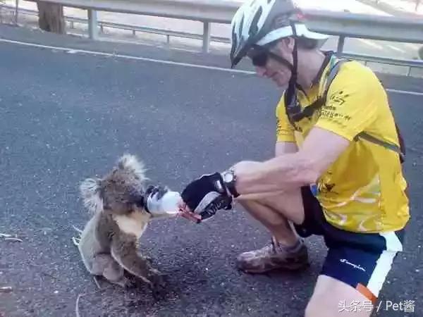 为讨到水考拉不要脸的为路人舔鞋，考拉你的自尊呢