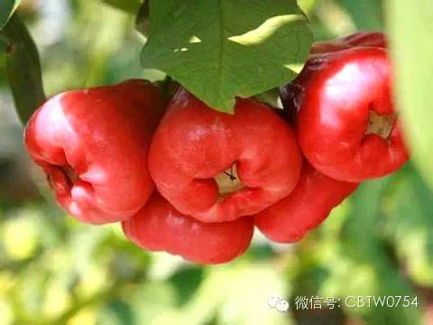 只有潮汕人才看得懂的视频,只有潮汕人才看得懂的水果名称