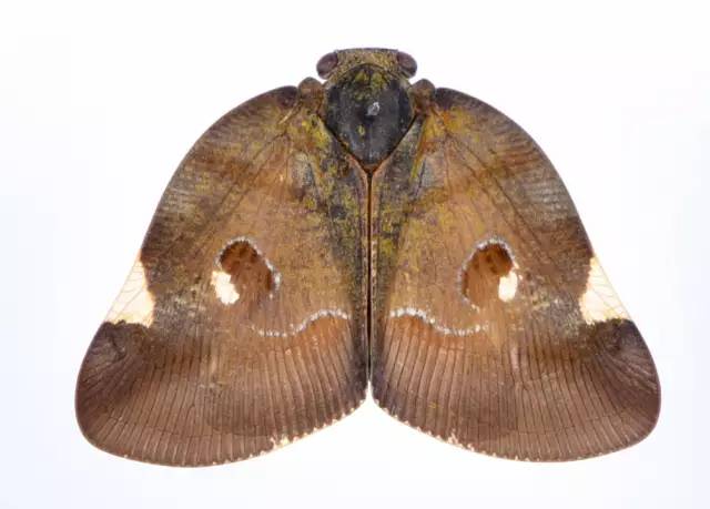 小跳虫长什么样,小跳虫是什么虫子