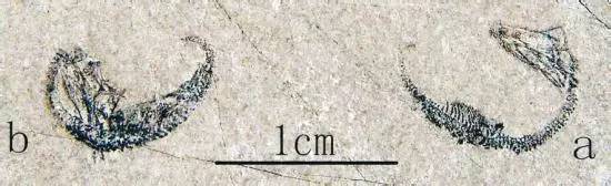 不仅有颜值还有内涵,贵州世界之最完整视频