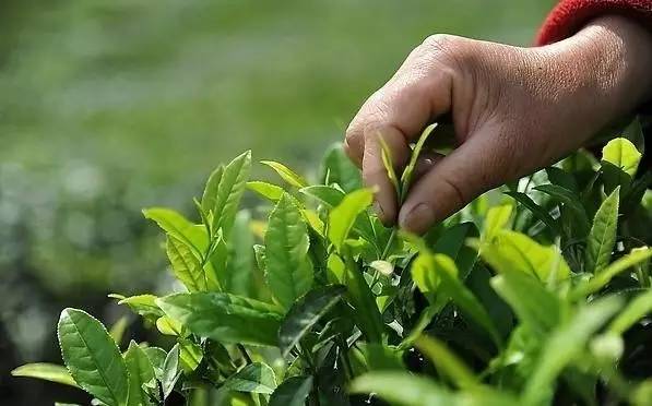 房山采摘节,2023年五峰采茶节