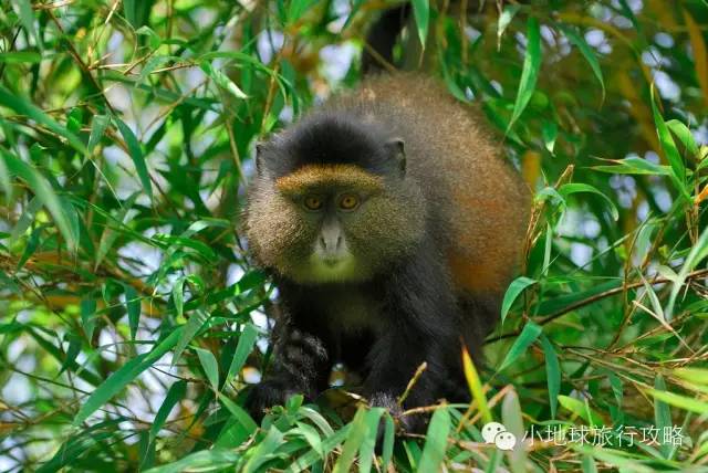 可能是最全的,肯尼亚坦桑尼亚动物百科。小地球耗时一周整理!