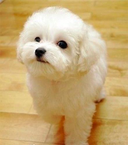 元宵节，谁是你心中的“小汤圆”？