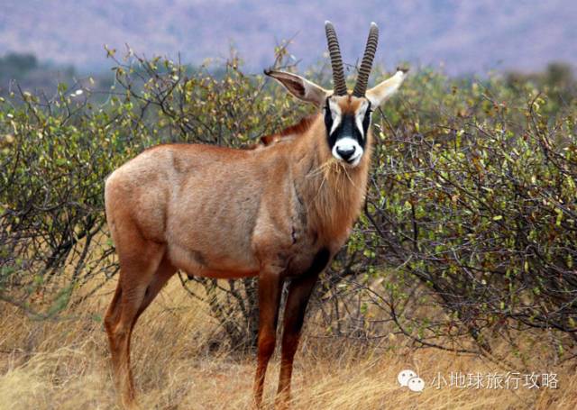 可能是最全的,肯尼亚坦桑尼亚动物百科。小地球耗时一周整理!