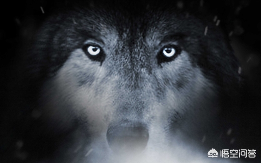 狼图腾这本书讲的是什么,狼图腾是名著吗