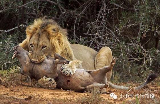 可能是最全的,肯尼亚坦桑尼亚动物百科。小地球耗时一周整理!