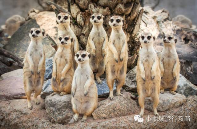 可能是最全的,肯尼亚坦桑尼亚动物百科。小地球耗时一周整理!