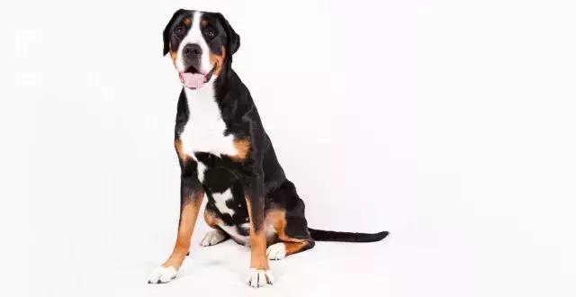 讲真｜论跑步，你可能还不如你家狗！