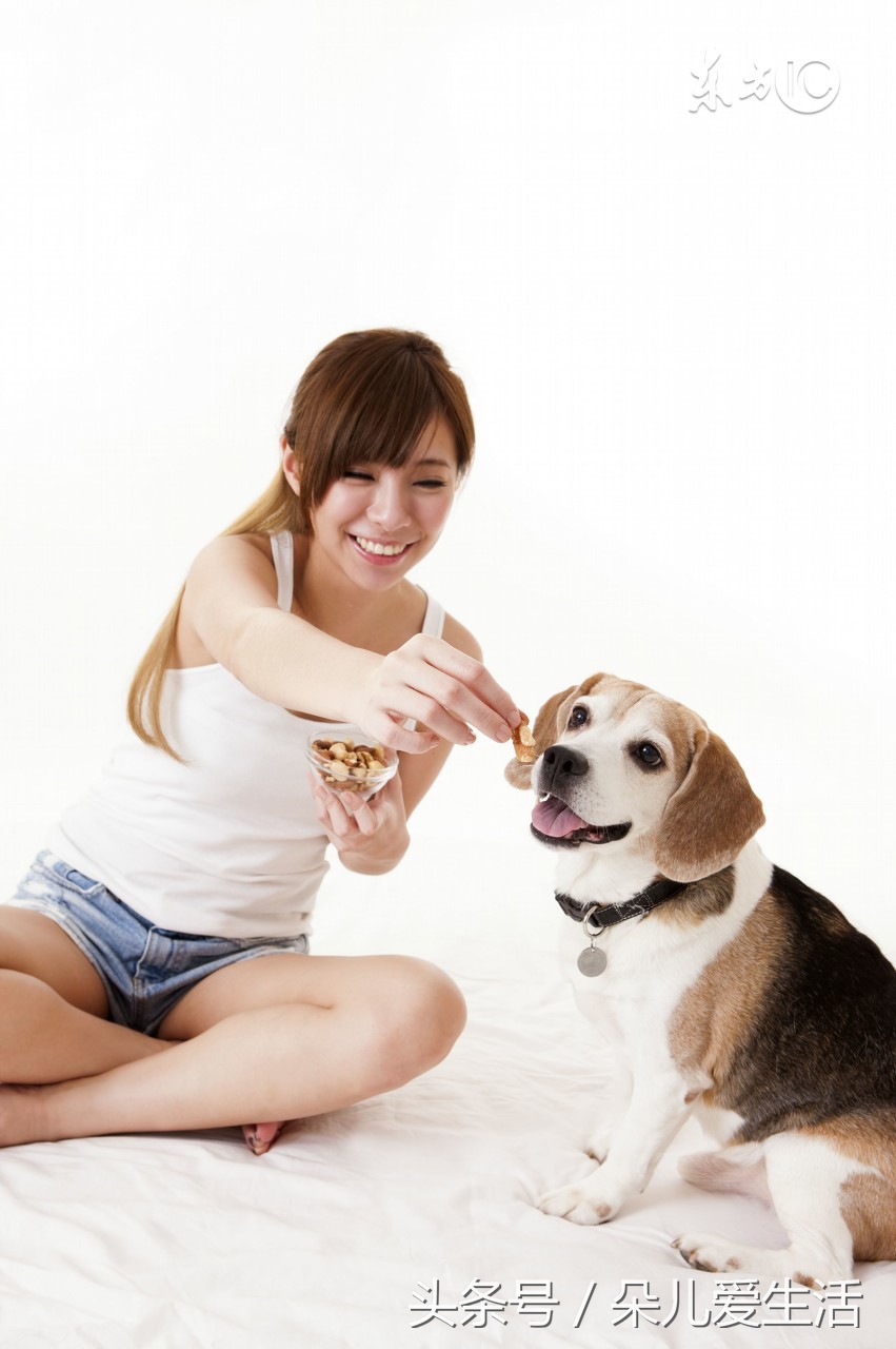 想养狗家人反对怎么办,想养狗狗家里人不让养怎么办