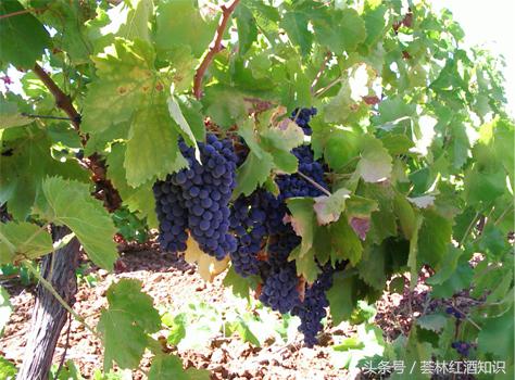 意大利葡萄酒品酒笔记-宝丽·费拉红葡萄酒