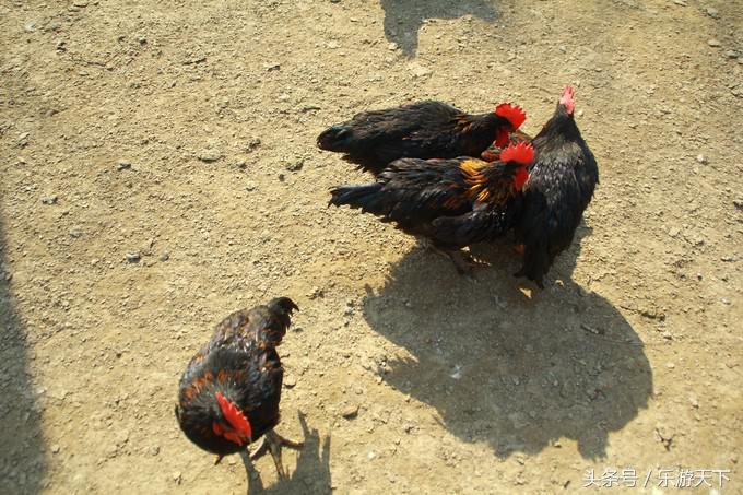 郑州思念果岭是森林公园吗,郑州思念果岭高尔夫球场