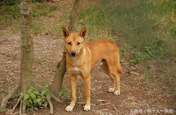 野犬抢食物被咬死,恶犬咬死野猪的全过程
