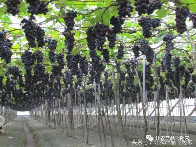 有种葡萄园，卖的不是产品，而是特色