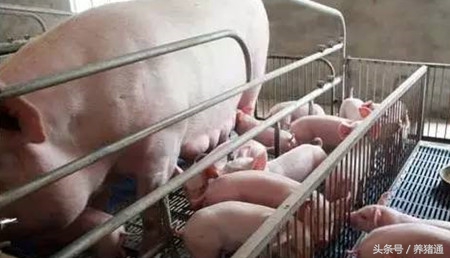 母猪没有奶水小猪怎么养,母猪没乳房怎么产奶水