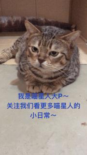 蓝猫掉毛厉害 (公蓝猫掉毛)