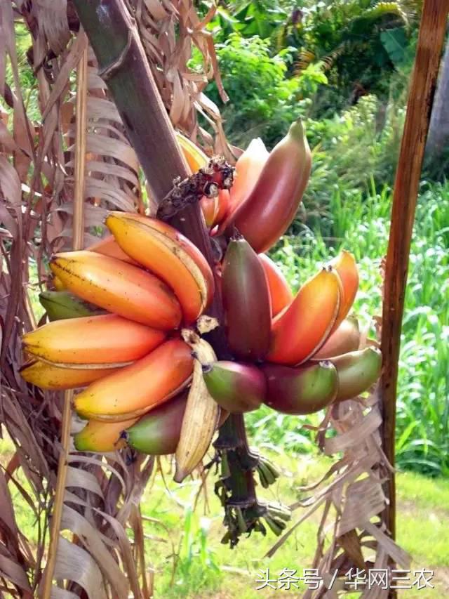 缅甸特产吃过3种算你牛？台州土特产出名啦看看有没有你老家的？网购的土特产都是家乡的味道？忻州特产？