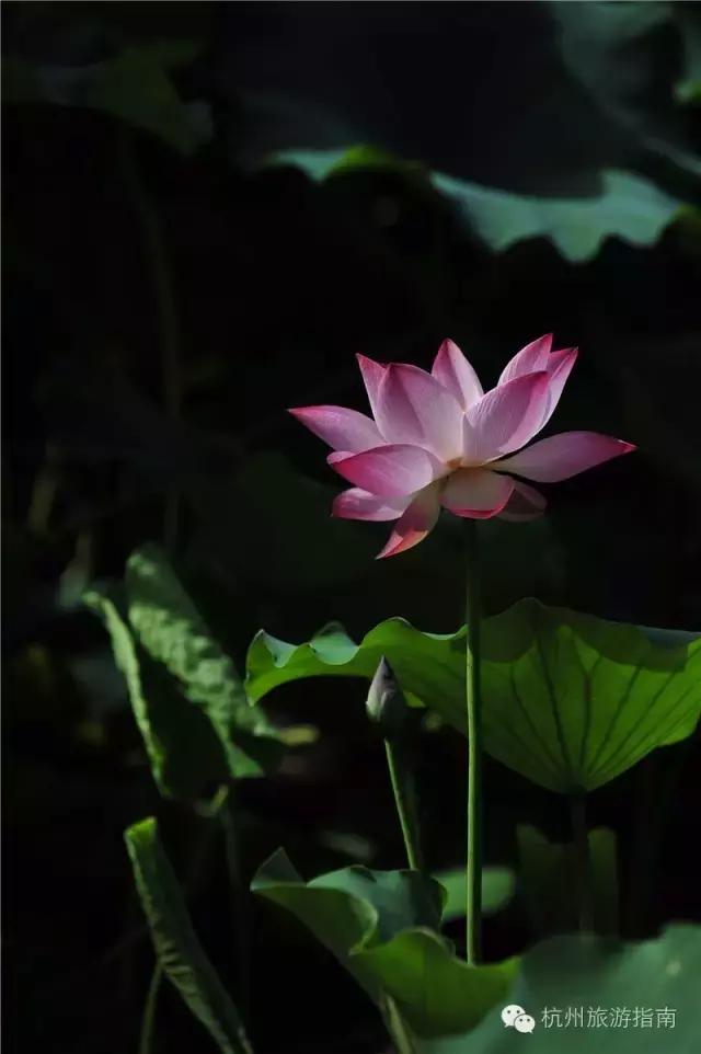 OMG！睡莲居然不是莲，今天才知道！