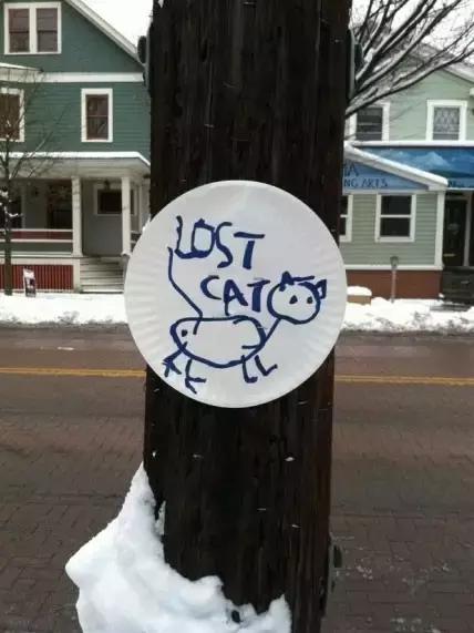 汪星人看约克犬,汪星人看到大批喵星人