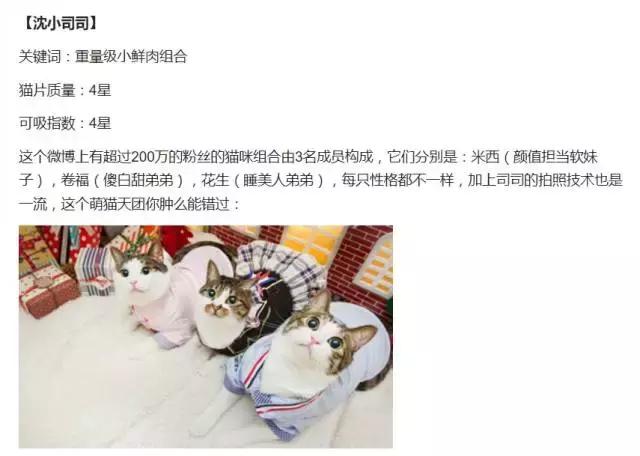 云养猫真的有人爱猫吗,云养猫最近的新闻