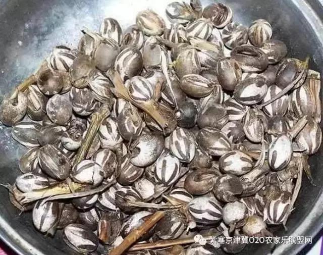 今年夏天，承德有种很小的动物，此神兽攻击力极强摸一下，神魂颠倒，还能吃？而且价格不菲！