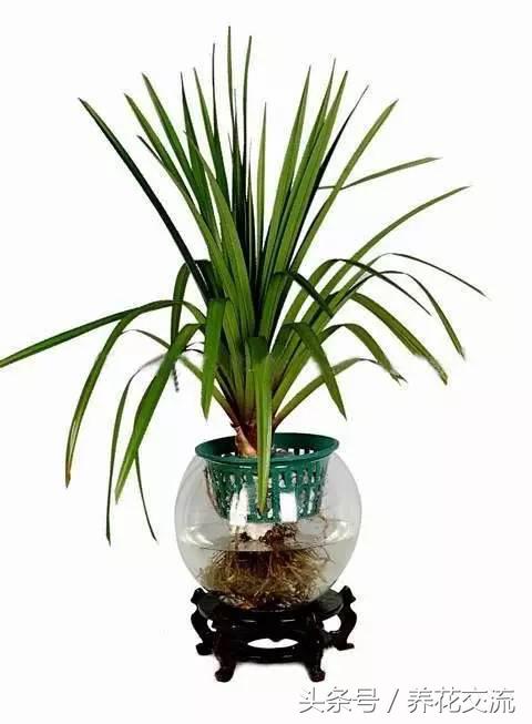 鸿运当头水培植物的养护方法,9种超级好养的水培植物养护下集