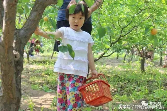 呼和浩特摘杏一日游,呼和浩特乌素图摘杏的地方