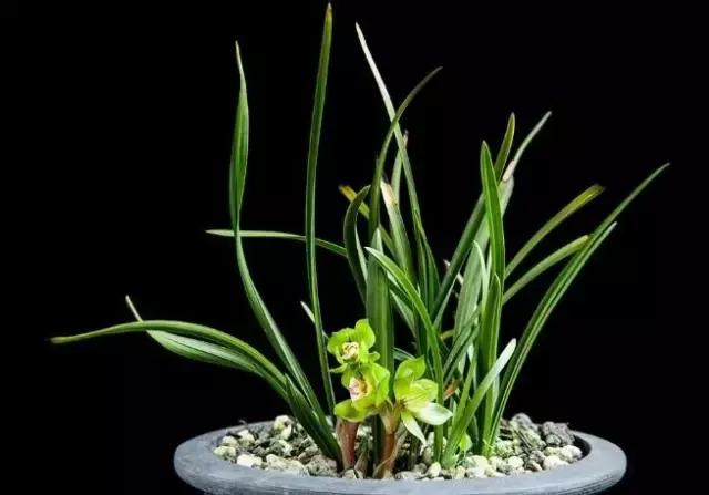 小叶紫檀盆栽做手串,家里能放小叶紫檀盆景吗