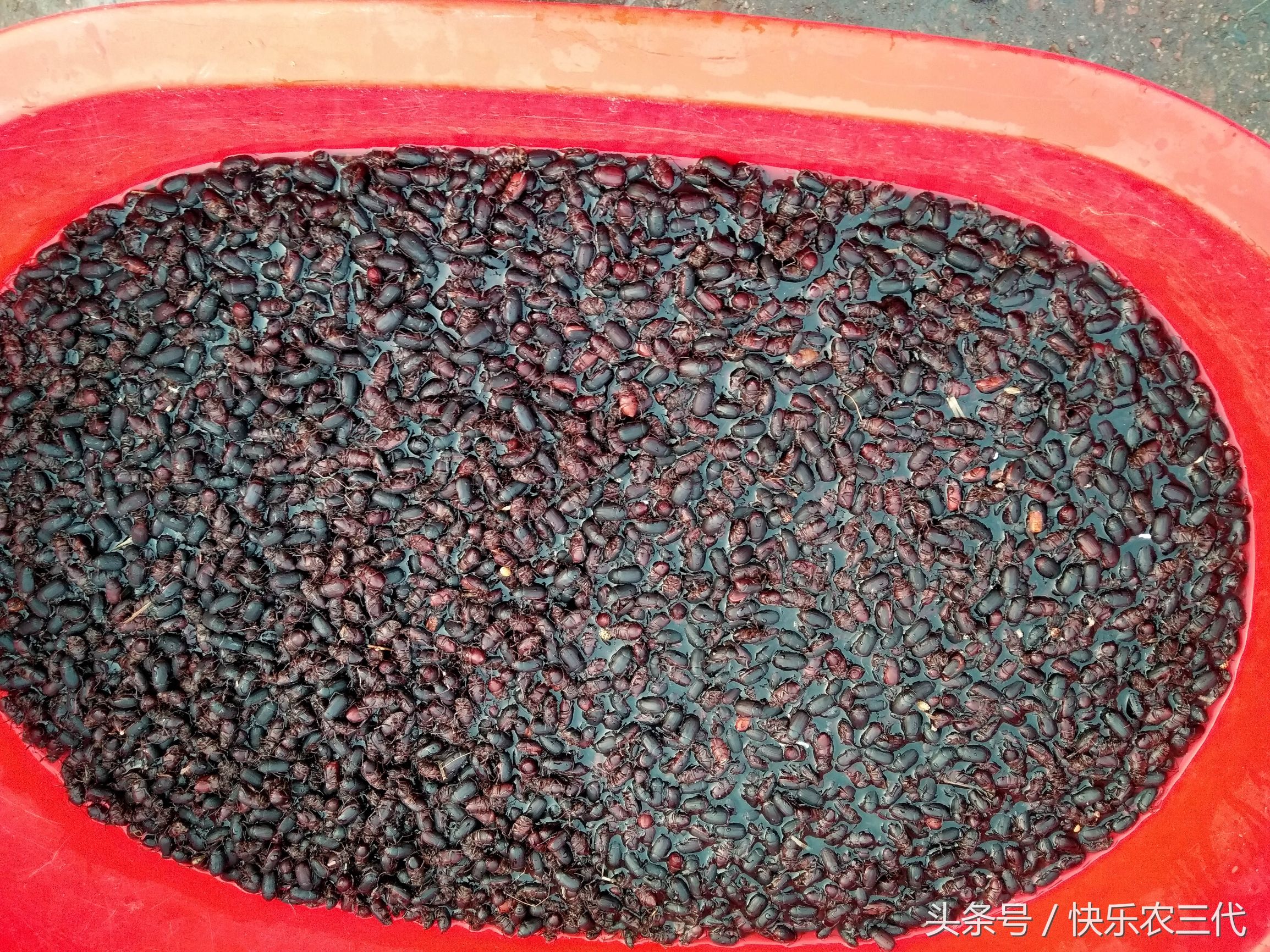 夏季农村集市上火爆的小生意,果农靠它日入千元