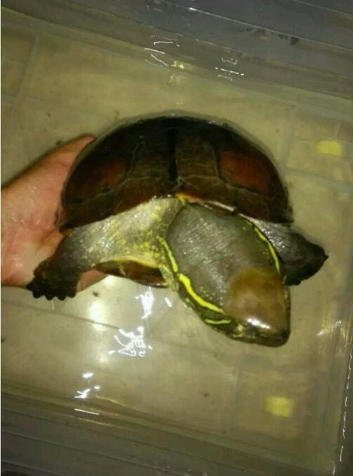 中华草龟与台湾草龟,中华草龟跟草龟有什么区别图