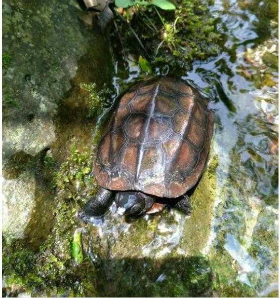 中华草龟与台湾草龟,中华草龟跟草龟有什么区别图