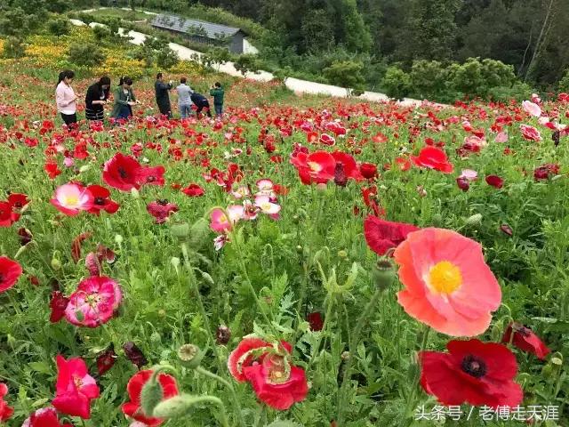 梁平适合夏天耍水凉快的地方,重庆梁平竹海旅游攻略