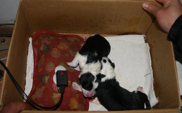 边牧接生,边牧生小狗怎么接生