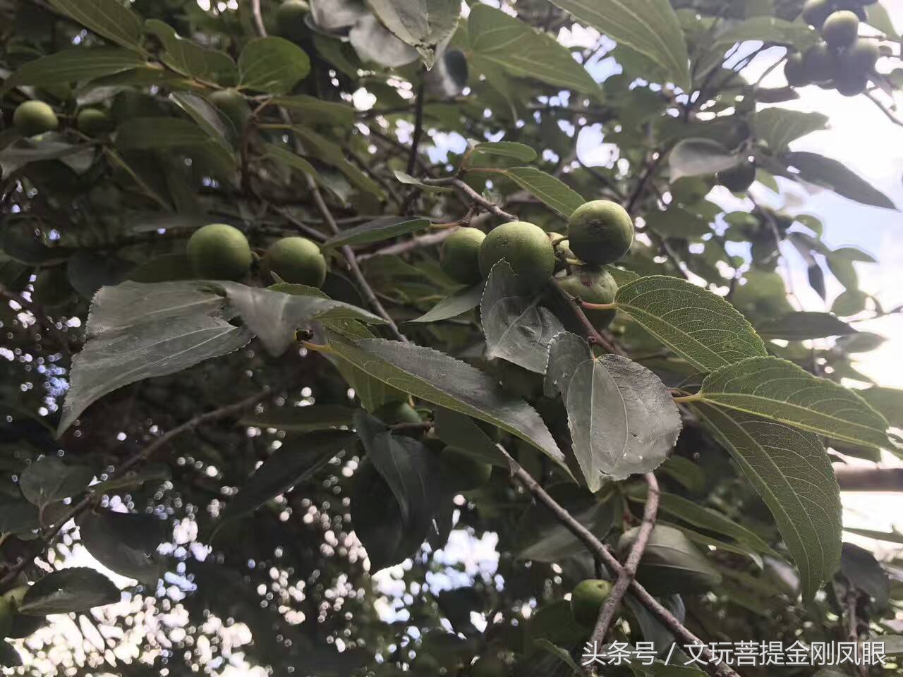 凤眼菩提从下树所有工序,千眼菩提开果过程
