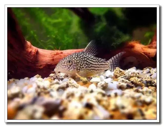 鼠鱼的发病季节,鼠鱼抗病