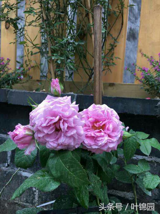 锦园，心得自在呼吸