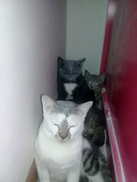 猫咪结扎之后需要注意什么,猫咪结扎前一定要打三联